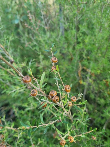 Leptospermum polygalifolium
