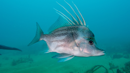 Paristiopterus gallipavo
