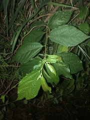 Microcos paniculata