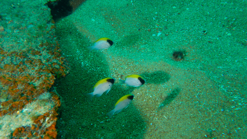 Chromis klunzingeri