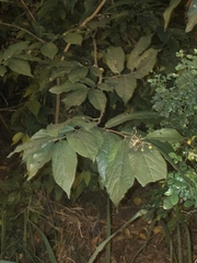 Microcos paniculata