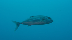 Seriola hippos