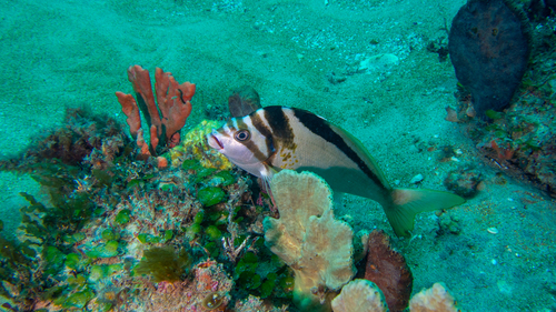 Goniistius gibbosus