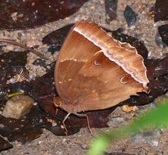 Thaumantis noureddin