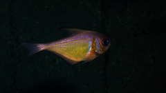 Pempheris klunzingeri