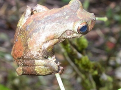 Ranoidea genimaculata