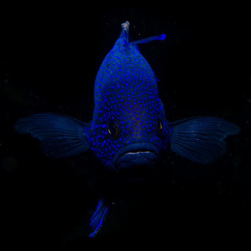 Paraplesiops meleagris
