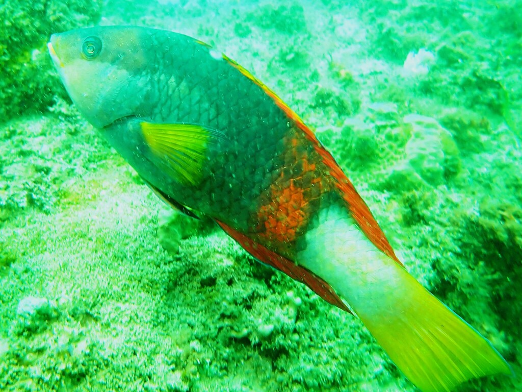 Crimsonband Wrasse from Cronulla NSW 2230, Australia on November 22 ...