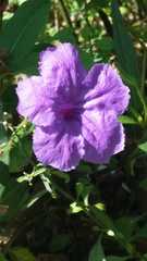 Ruellia coerulea