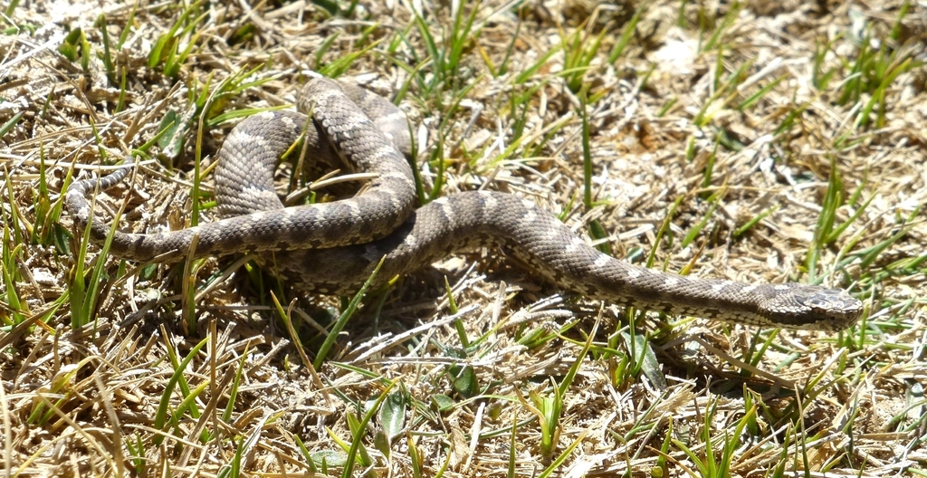 Halys Pit Viper