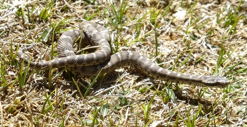 Halys Pit Viper