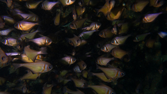 Pempheris klunzingeri