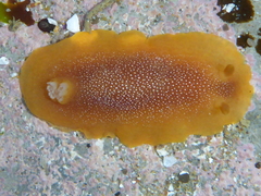 Doriopsilla albopunctata