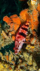 Hypoplectrodes nigroruber