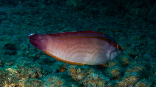 Coris auricularis