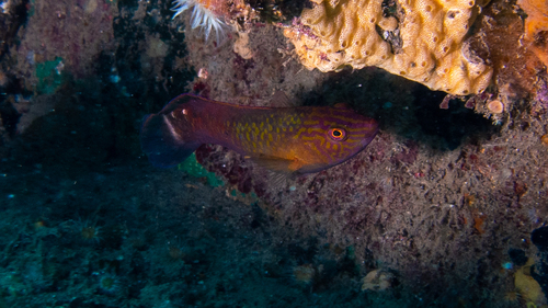 Austrolabrus maculatus