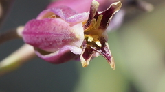 Streptanthus campestris