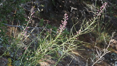 Streptanthus campestris