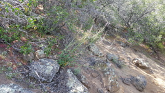 Streptanthus campestris