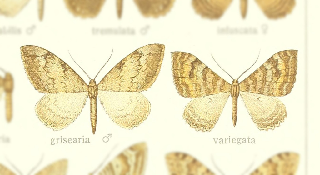 Rheumaptera grisearia