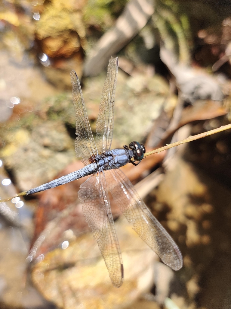 Blue Marsh Hawk