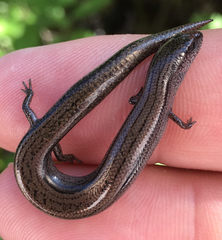 Hemiergis decresiensis