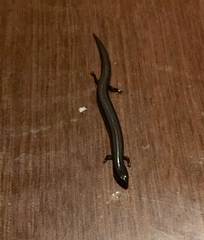 Hemiergis decresiensis