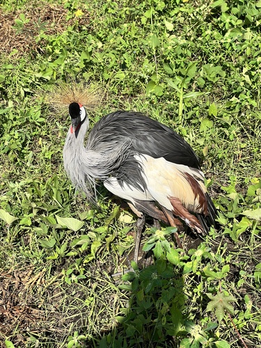 Gray Crowned-Crane