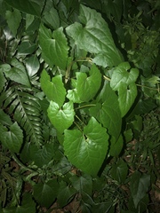 Mikania micrantha
