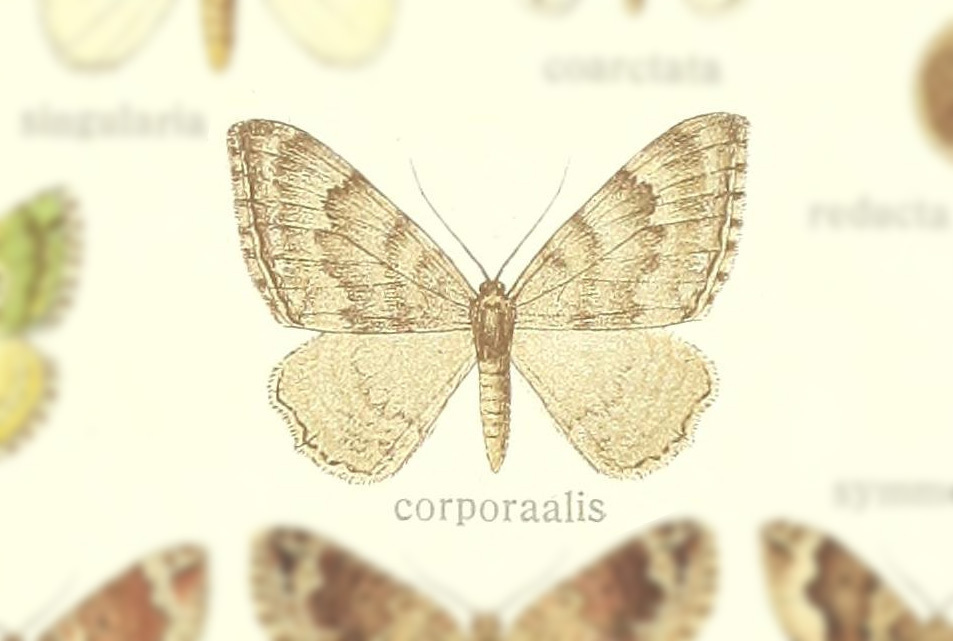 Rheumaptera corporaali