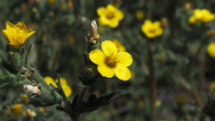 Mentzelia montana