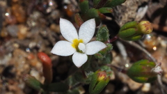 Nemacladus breviflorus
