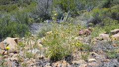Mentzelia montana