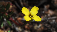 Camissonia strigulosa