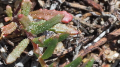 Camissonia strigulosa