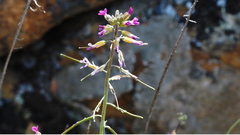Boechera californica