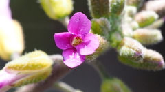 Boechera californica