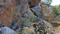 Boechera californica