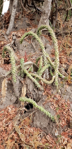 Euphorbia schubei
