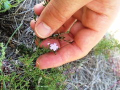 Limonium equisetinum