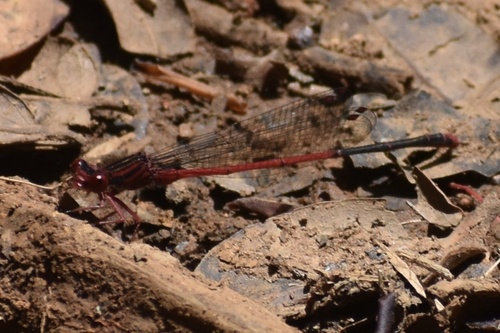 Megalagrion heterogamias observed 2023-05-05
