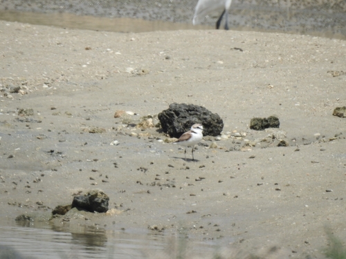 Kentish Plover
