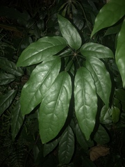 Heptapleurum heptaphyllum