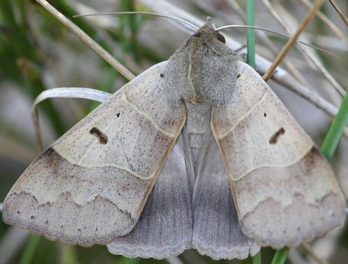 Lunar Double-stripe