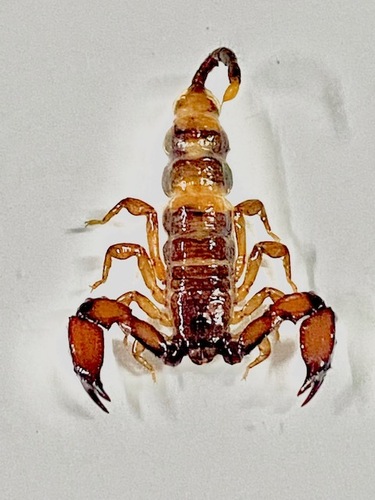 Liocheles australasiae (Fabricius, 1775)