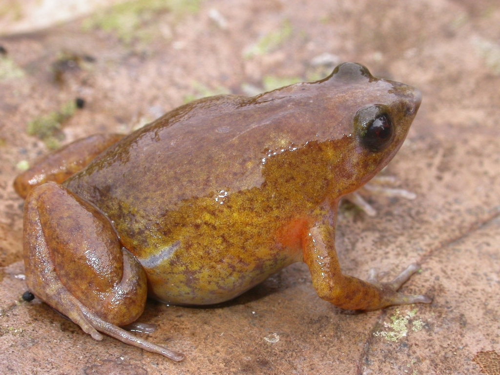 Austrochaperina from darai papua new guinea on July 23, 2003 by Michael