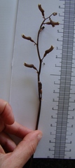 Gastrodia minor