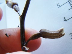 Gastrodia minor