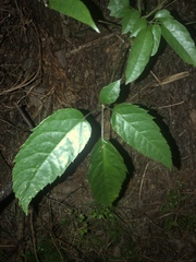 Heptapleurum heptaphyllum