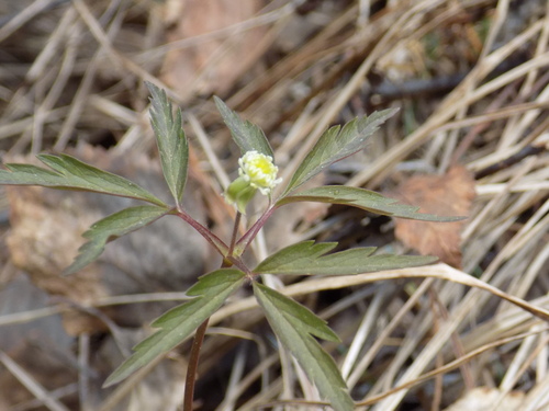 Anemonoides reflexa (Anemonoides reflexa)